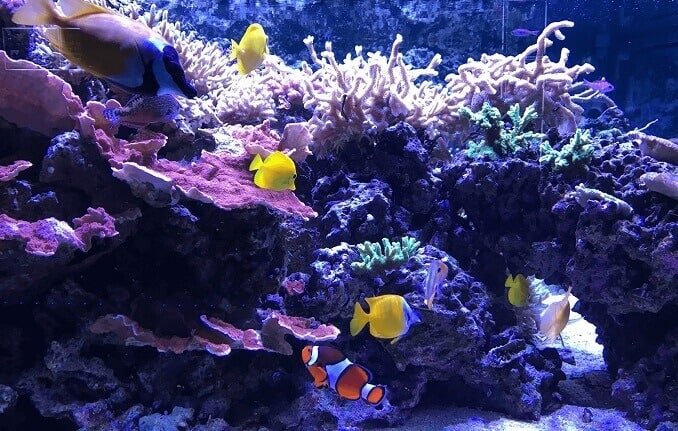 Grand aquarium public