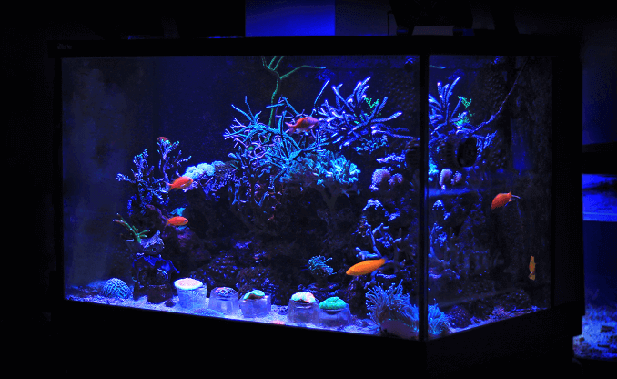 Petit aquarium domestique