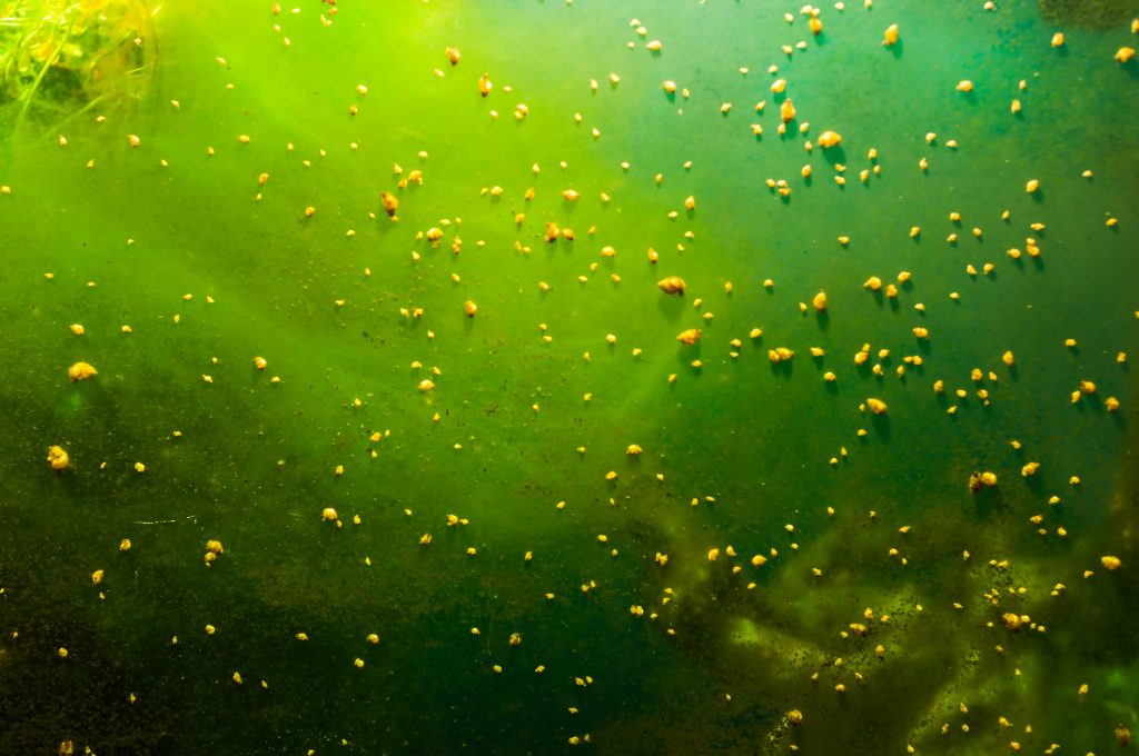 eau trouble dans l'aquarium