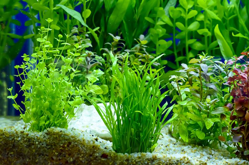 Meilleures plantes pour le poisson Betta