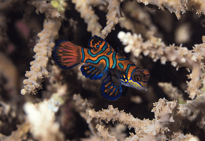 Poisson mandarin rayé