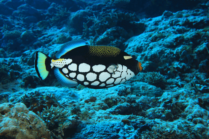 Poisson-gâchette clown