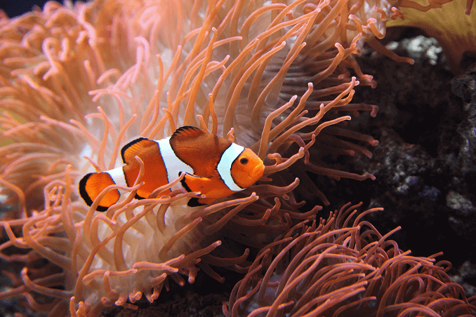 Poisson clown Ocellaris
