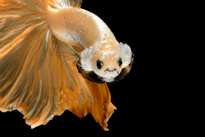 Apparence du Crowntail Betta