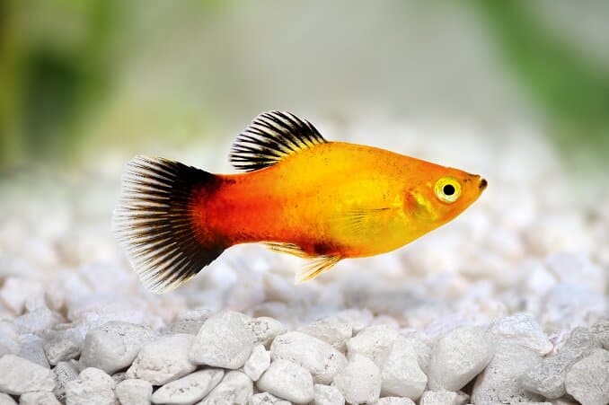 Platy Sunburst