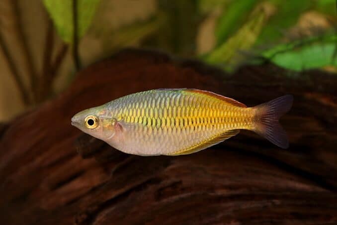 Rainbowfish de Boeseman