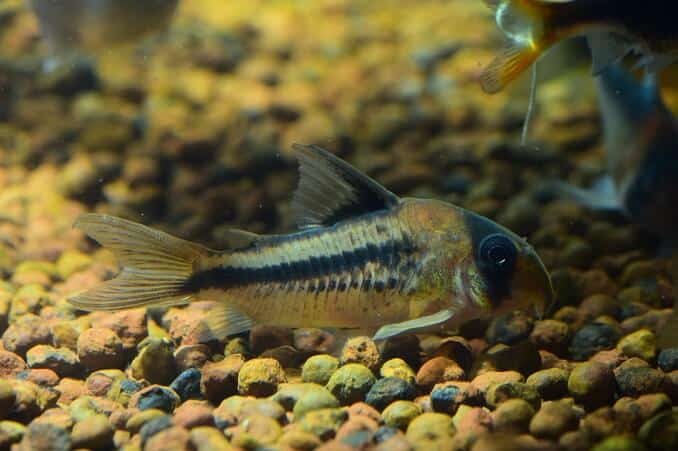 Poisson-chat Corydoras