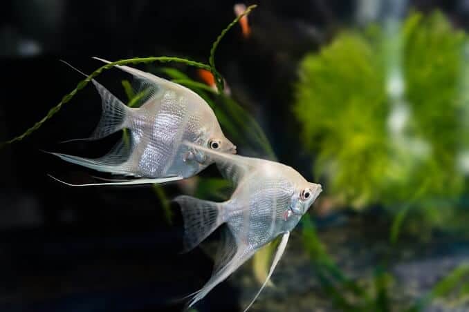 Poisson-ange