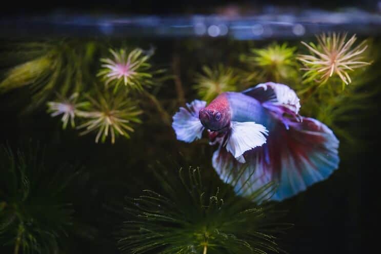 Poisson Betta