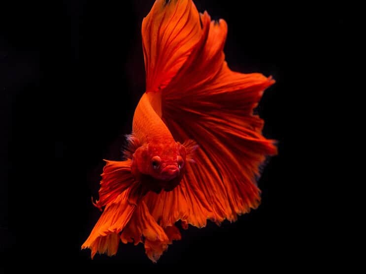 Apparence du poisson Betta