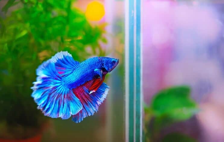 Habitat du poisson Betta
