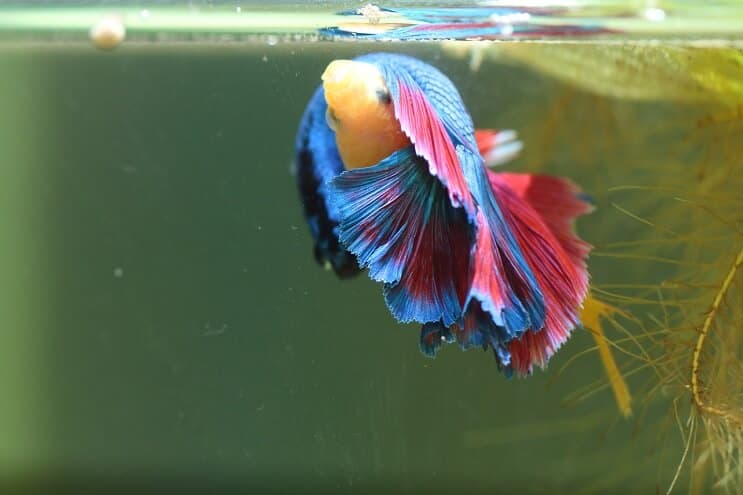 Élevage de Bettas Plus