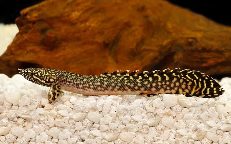 Bichir orné