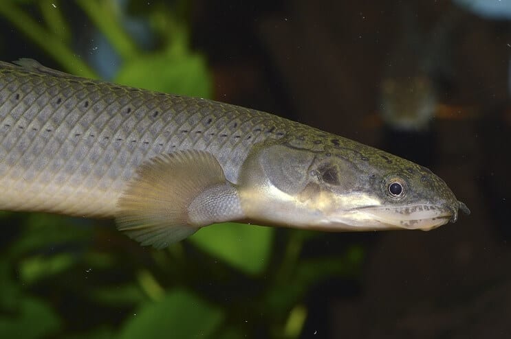 Sénégal Bichir