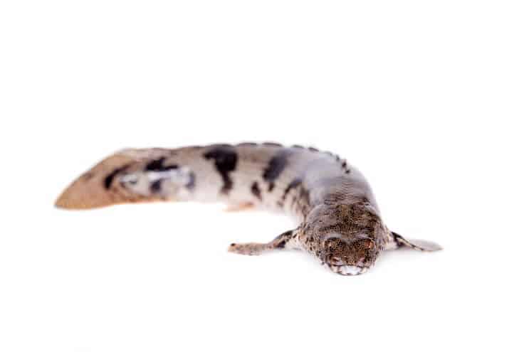 Bichir sellé