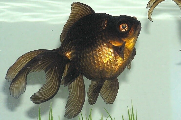 Apparence du poisson rouge Black Moor