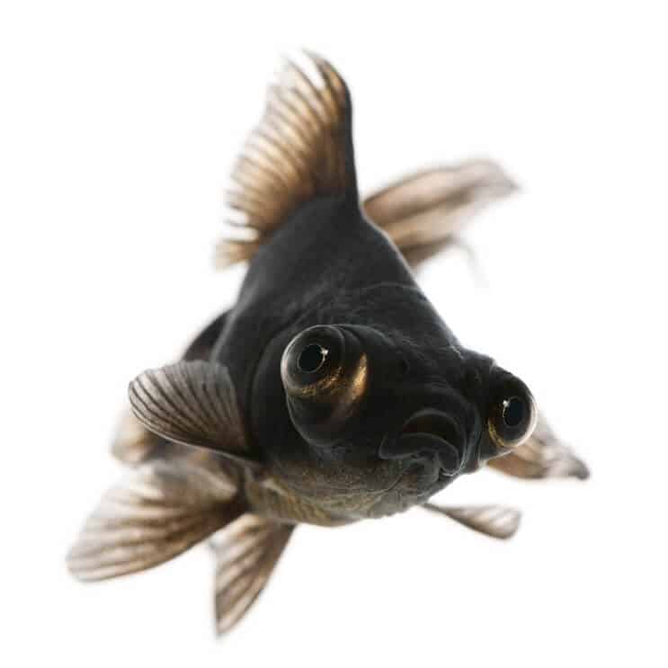 Soins du poisson rouge Black Moor