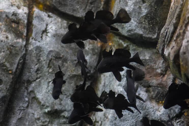 Compagnons de réservoir Black Moor Goldfish