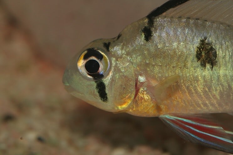 Bélier bolivien de près