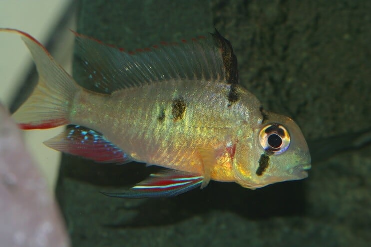 Bélier bolivien femelle