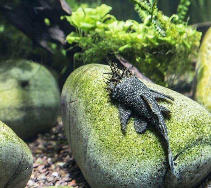 Aspect Bristlenose Pleco