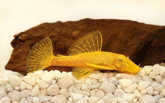 Ancistrus doré