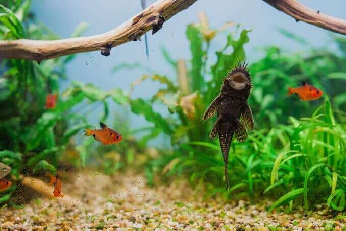 Mâle Bristlenose Pleco