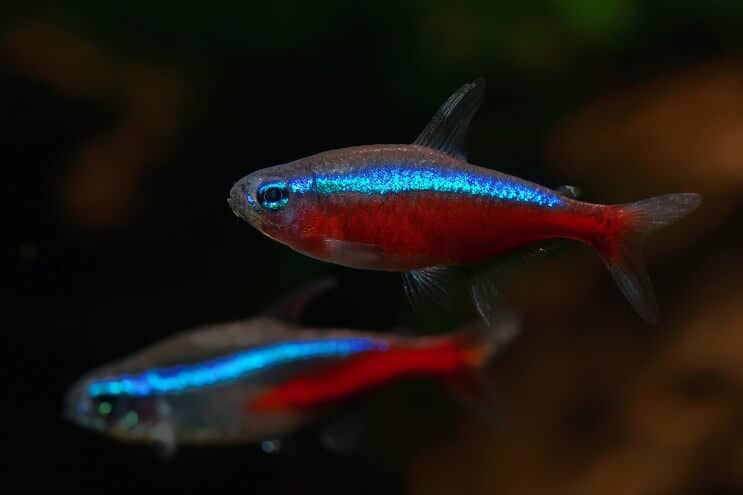 Compagnons de chars Cardinal Tetra