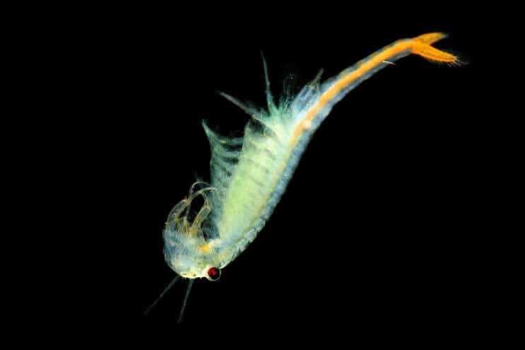 Diète Cherry Barb