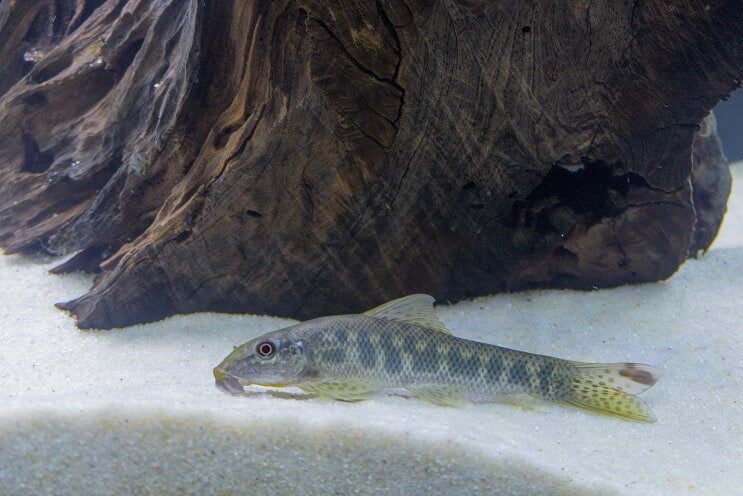 Habitat des mangeurs d'algues chinois