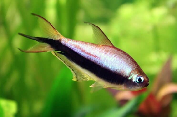 Empereur Tetra