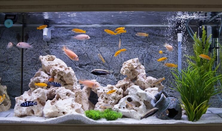 Cichlidés dans un aquarium