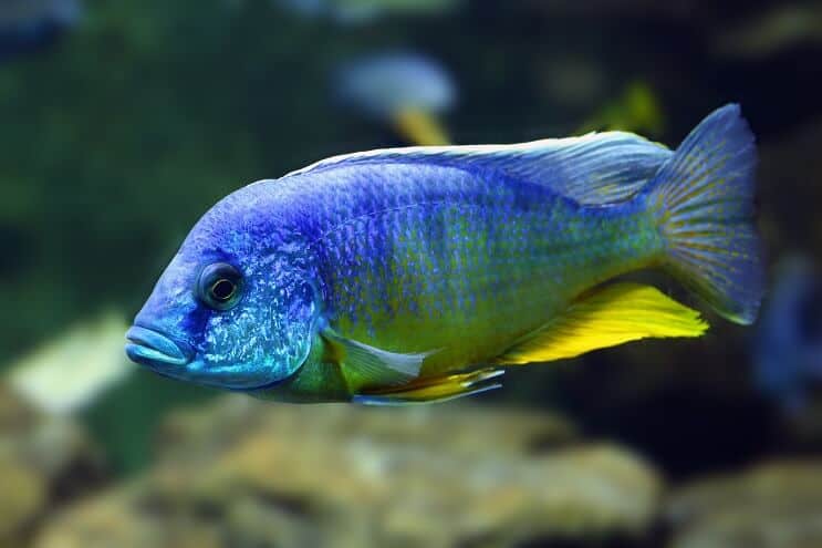 Paon cichlidé