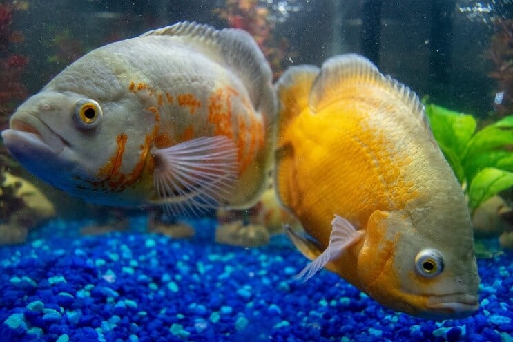 Cichlidés nageant dans un aquarium