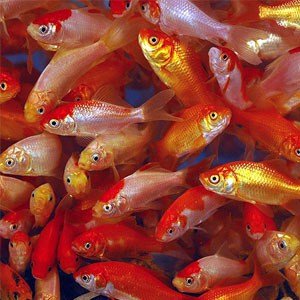 Poisson rouge comète