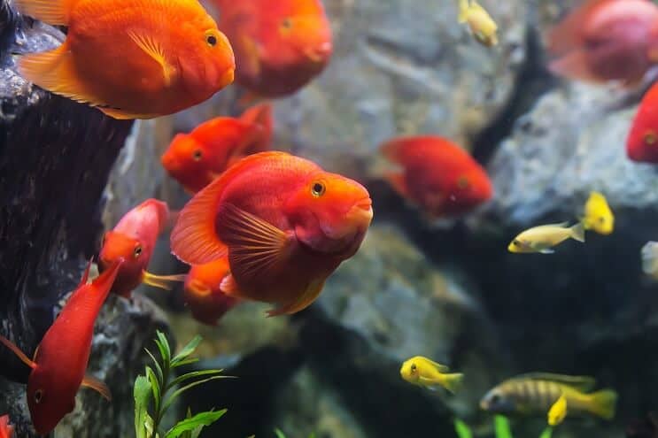 Compagnons de tank Blood Parrot