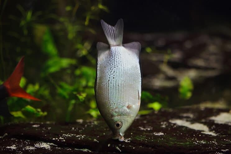 Embrasser l'habitat des gouramis