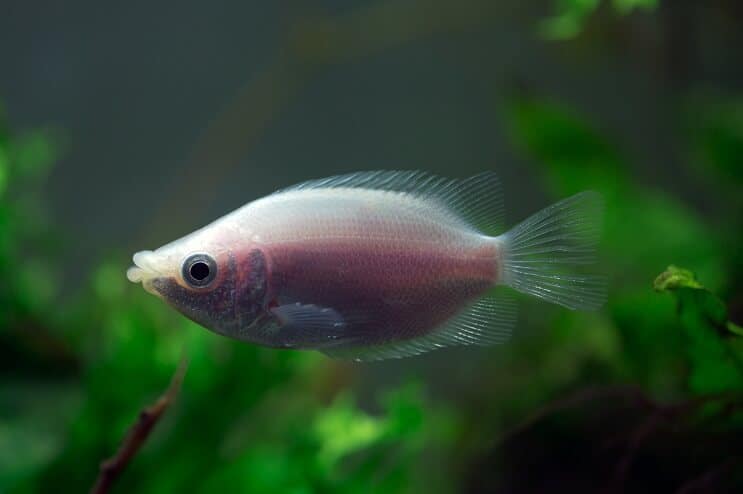 Embrasser des compagnons de réservoir Gourami