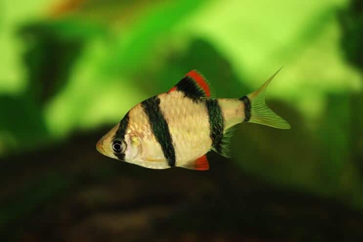 Tigre Barb