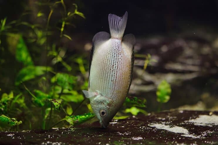 Embrasser le régime Gourami