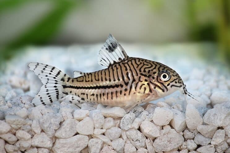 Présentation de Cory Catfish