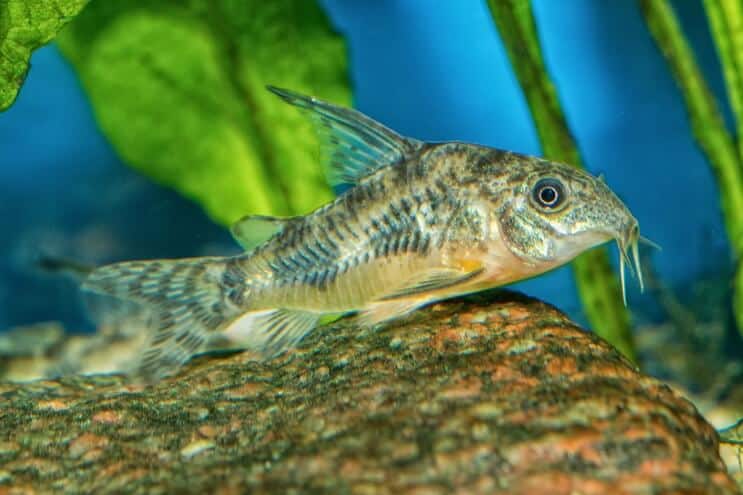 Apparence du poisson-chat Cory