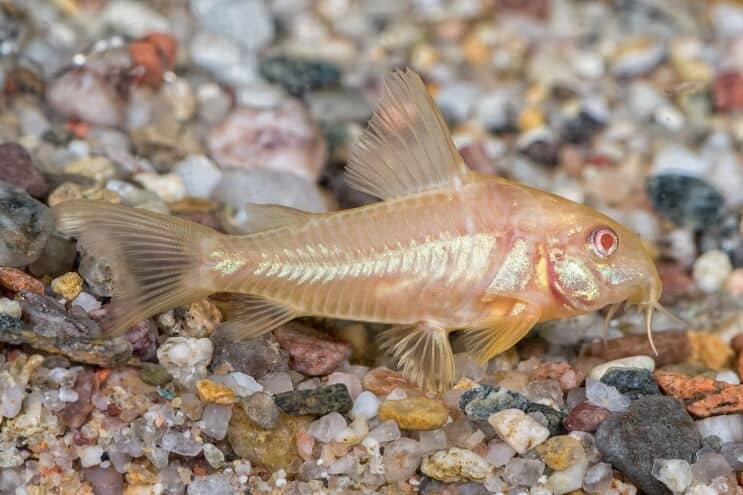 Poisson-chat albinos cory