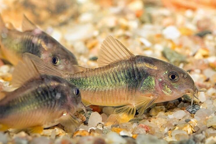 Poisson-chat vert Cory