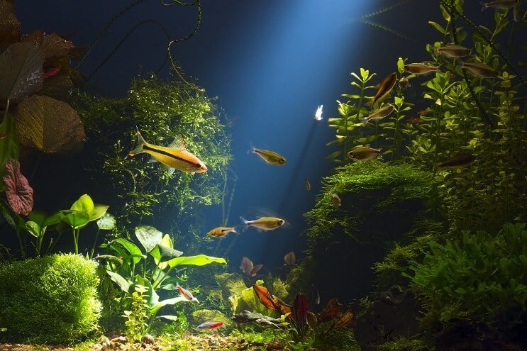 Habitat du poisson-chat Cory