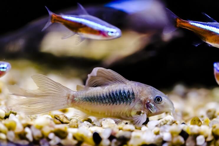 Compagnons de char Cory