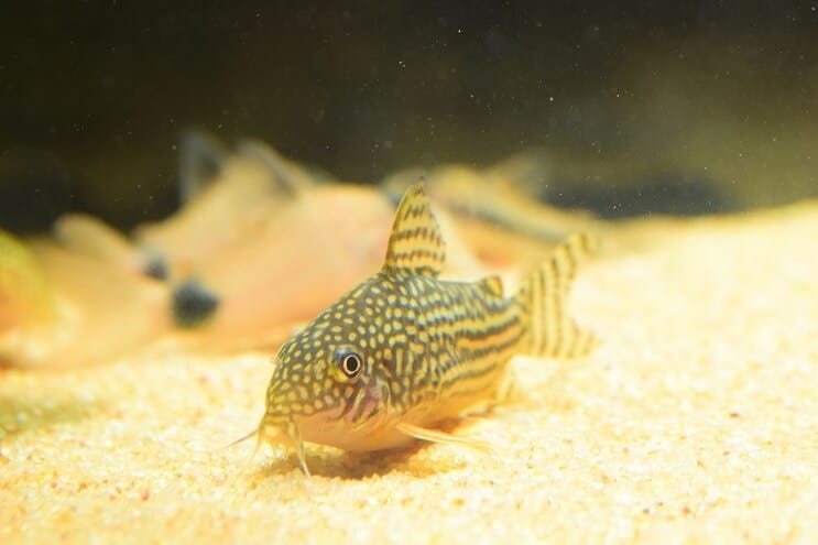 Poisson-chat Cory