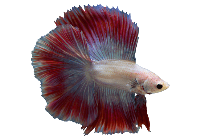 Exigences du réservoir Betta