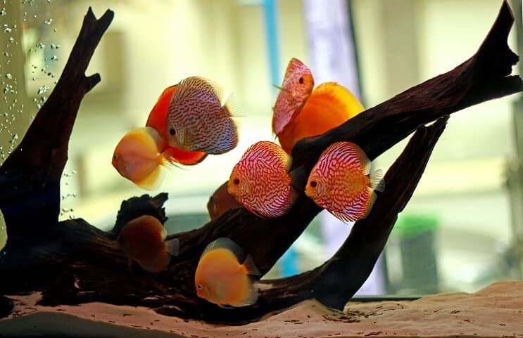 Habitat du poisson Discus