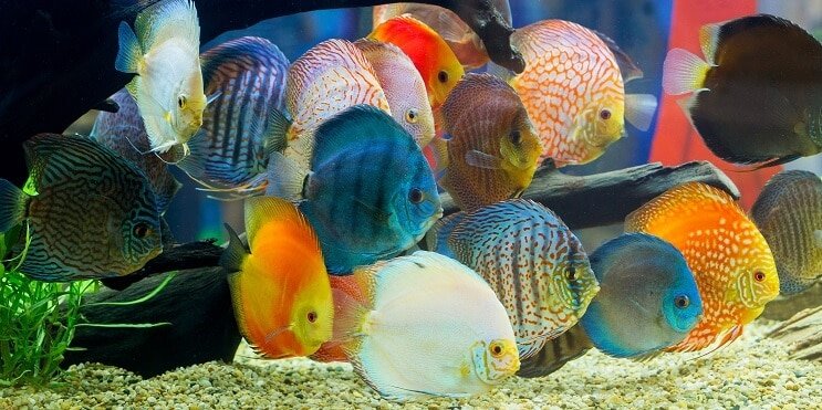 Poisson discus